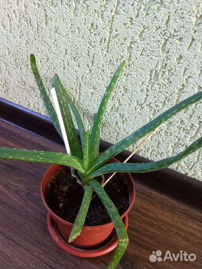 Сансевиерия