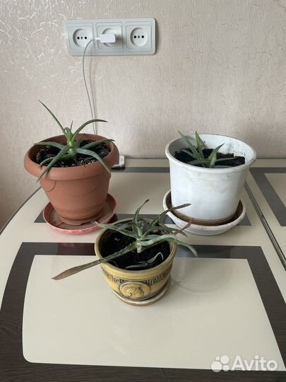 Комнатные растения алое и другие