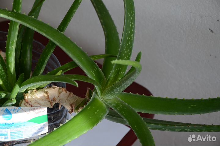 Алоэ вера, Хлорофитум