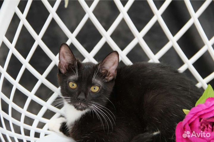 Котенок в белых носочках