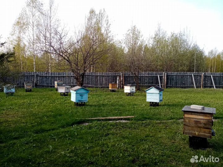 Продам пасеку