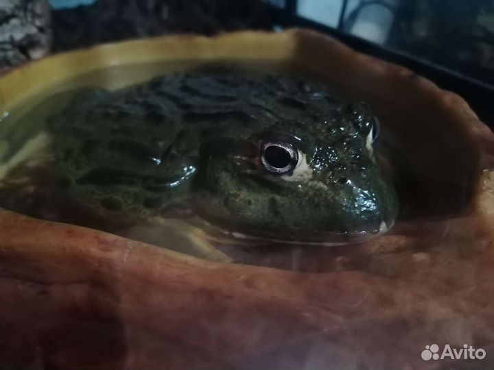 Лягушка водонос