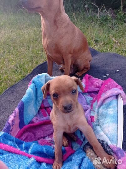 Маленькая собака