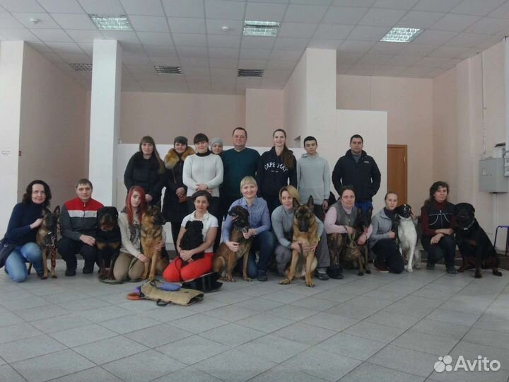 Дрессировка собак