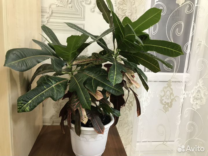 Комнатные цветы кротон