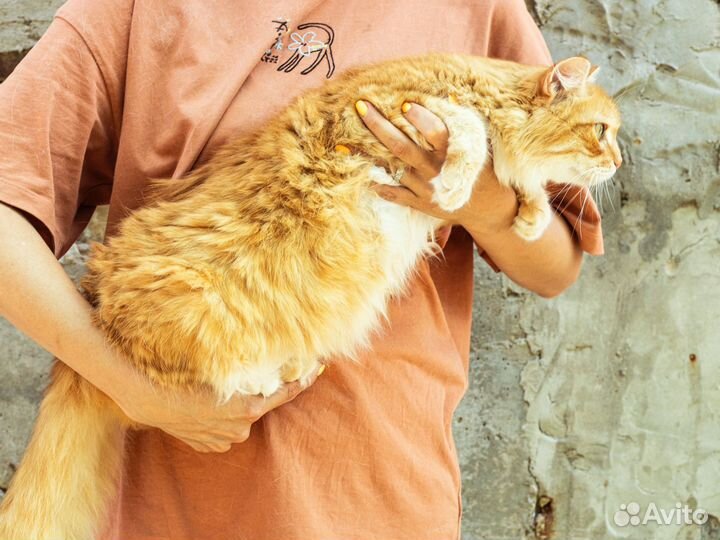 Кот рыжий большой пушистый метис бесплатно