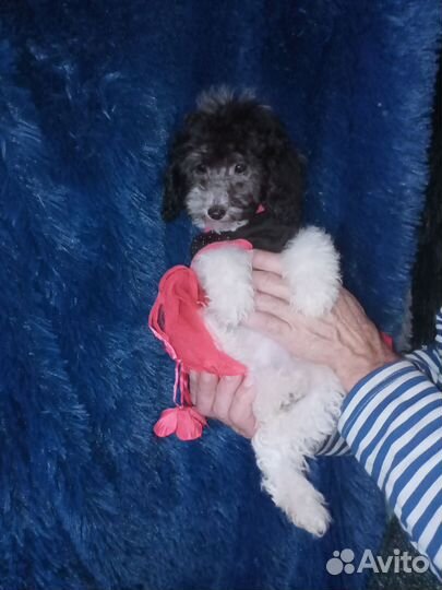 Девочка пуделек