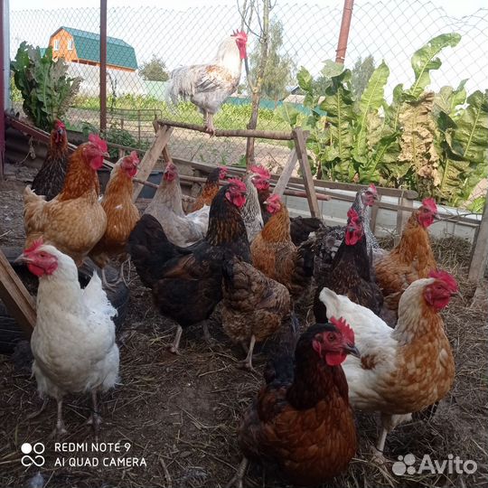 Куры несушки домашние