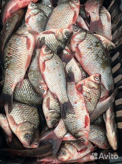 Продам карася свежего,охлажденного