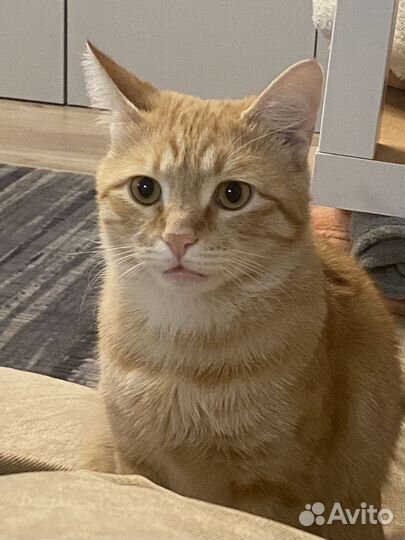 Кот для фотосессии