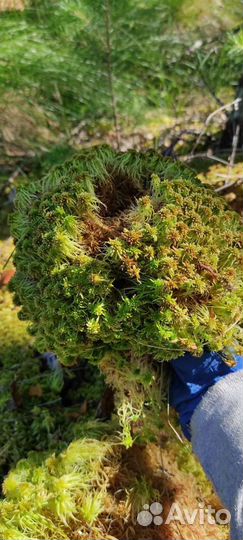 Мох сфагнум, живой для цветоводства, улиток, ягель