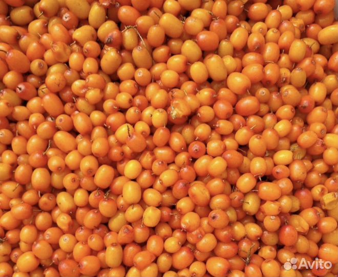 Облепиха ягоды