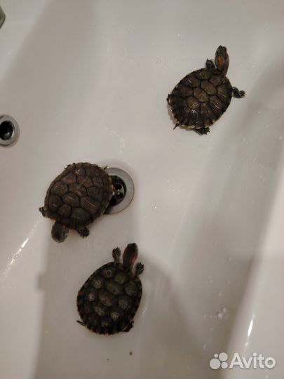 Красноухие черепахи