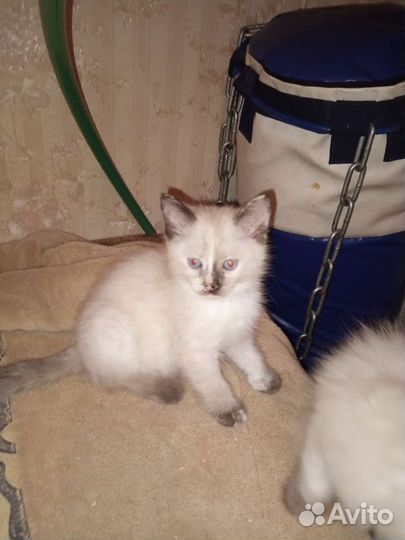Тайские котята