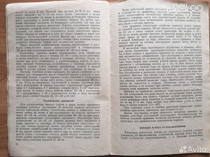 Войлочная вишня в вашем саду. Редкое издание