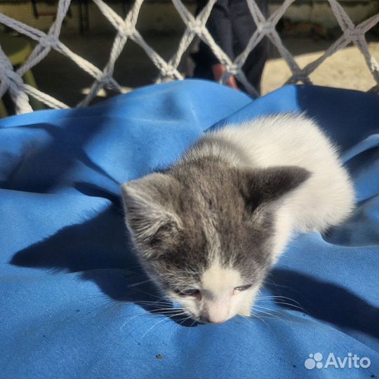 Котята в добрые руки бесплатно