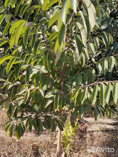 Дерево хурмы