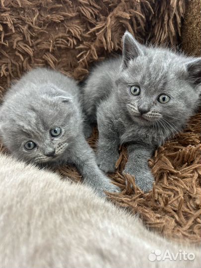 Котята от шотландскай кошки