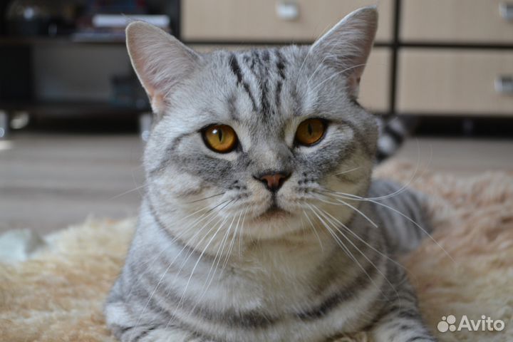 Кот для вязки