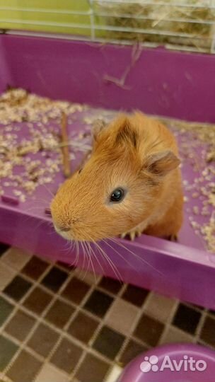 Морская свинка рыжая