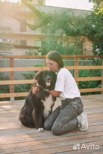 Метис Ньюфаундленда ищет семью