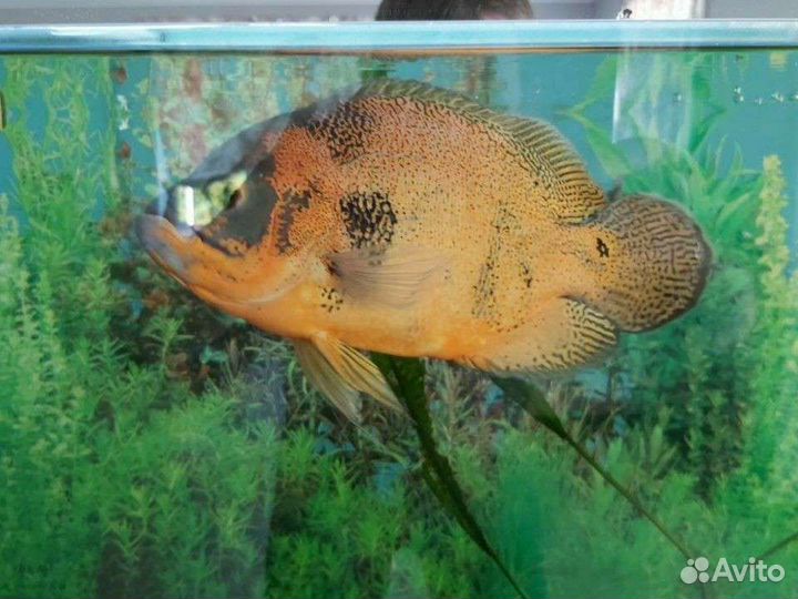 Аквариумные рыбки