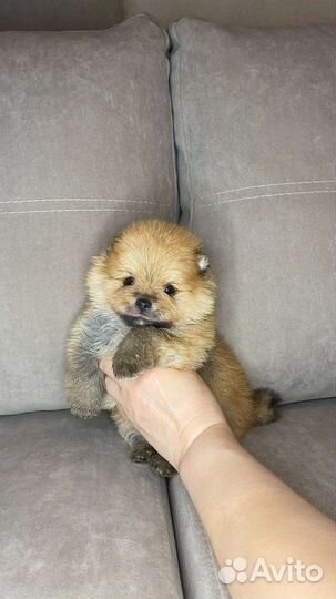 Померанский шпиц мини