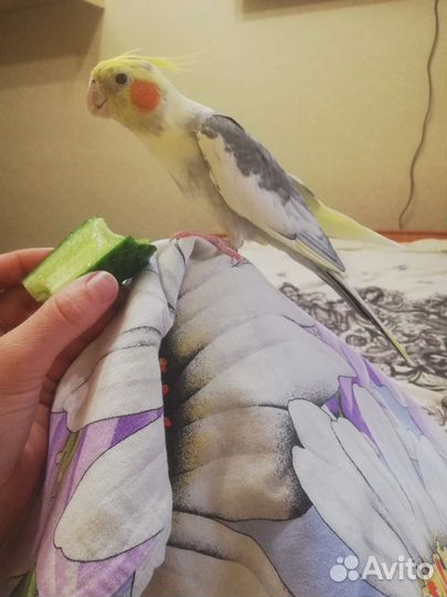 Попугай Корелла мальчик