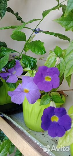 Жасмин,тунбергия,синнингия