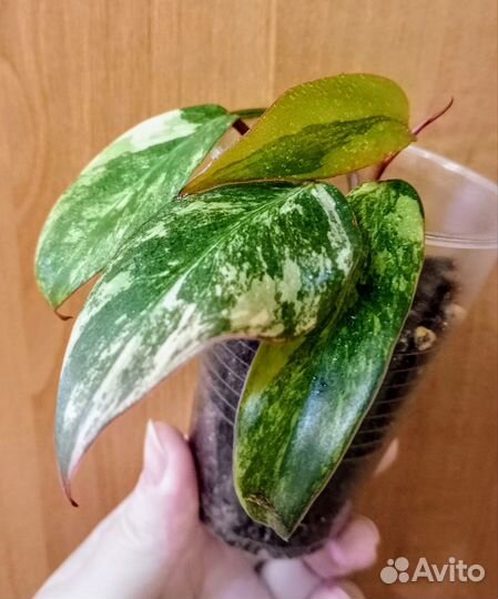 Филодендрон Ред Эмеральд вар