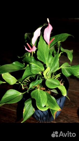 Антуриумы: диамонд ред, эссенция, спирит и др