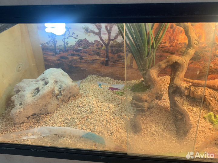 Бородатая агамы