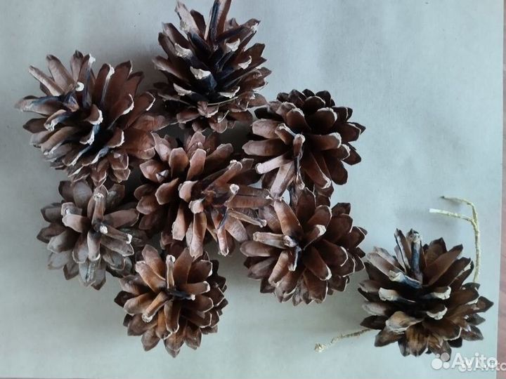 Шишки сосновые для творчества и поделок