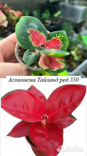 Аглаонема тайланд ред