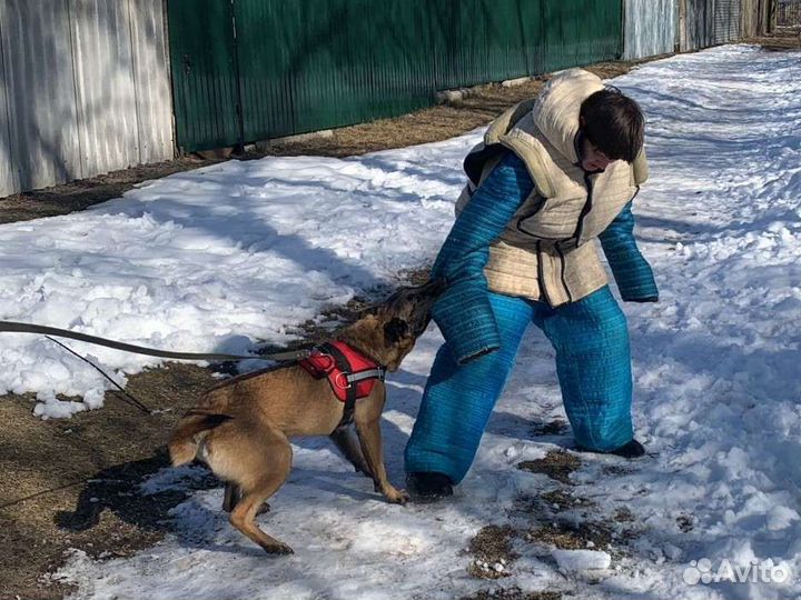 Дрессировка собак кинологический центр кинолог