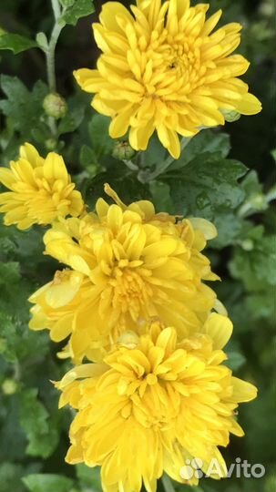 Хризантемма,хоста,ромашка