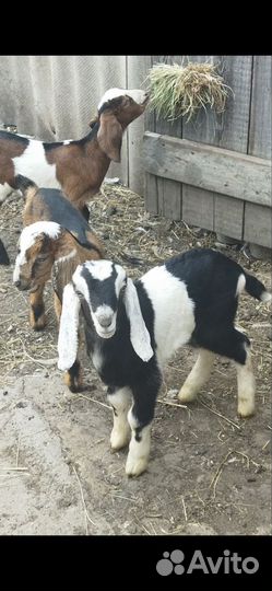 Англо нубийские козлята
