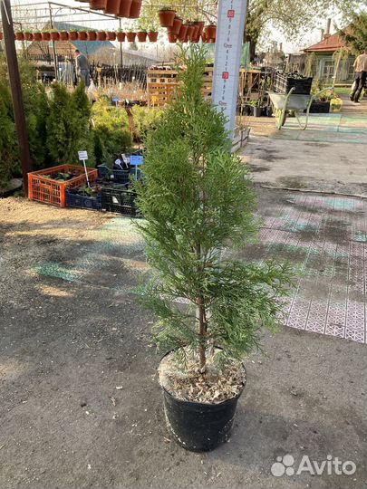 Туи для живой изгороди Смарагд, Брабант