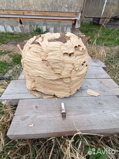 Гнездо шершней