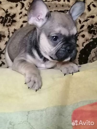 Французики