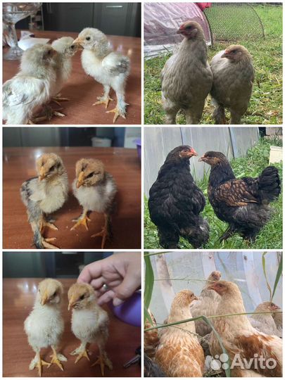 Брама, павловские, амерауканы