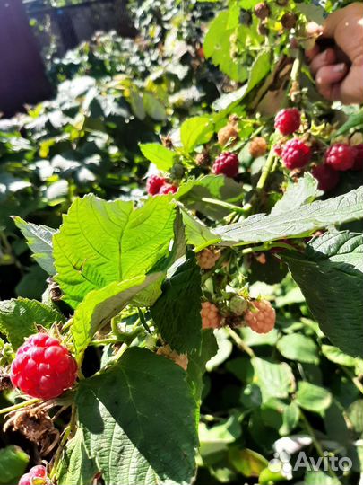 Ремонтантная малина