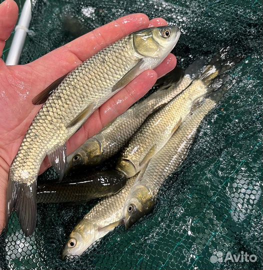 Рыба для пруда мальки