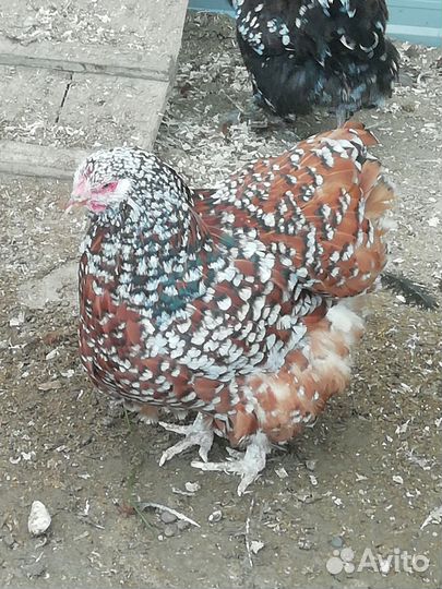 Инкубационное яйцо