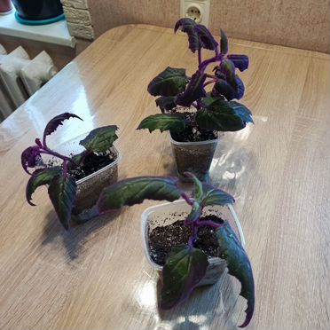 Комнатные цветы гинура