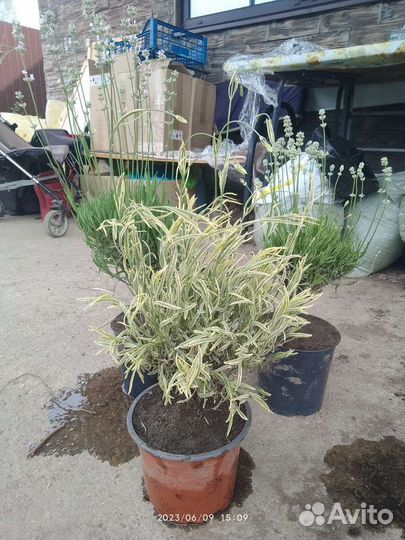 Лаванда в горшке