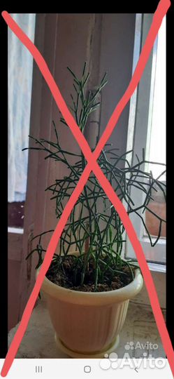 Комнатные цветы