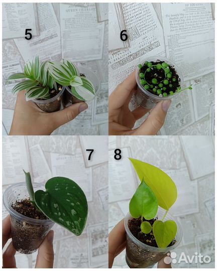 Комнатные цветы