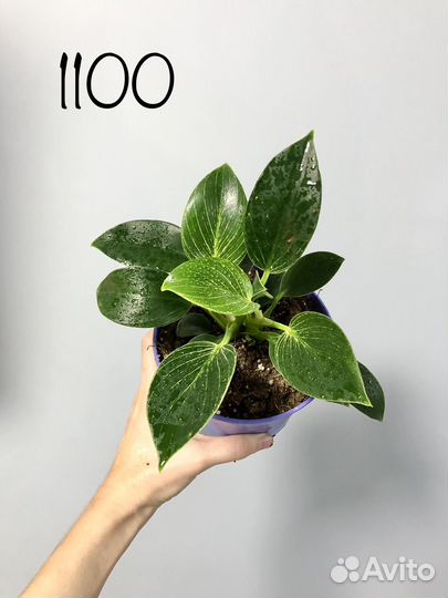 Филодендрон Биркин