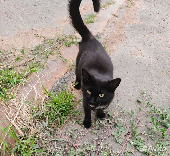 Кошка в добрые руки